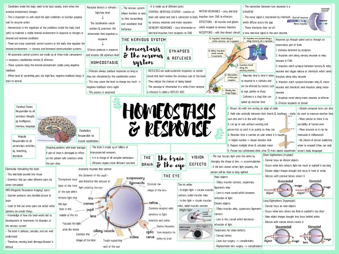 Understanding Homeostasis with the Nervous System and Fun Brain Facts for Kids!