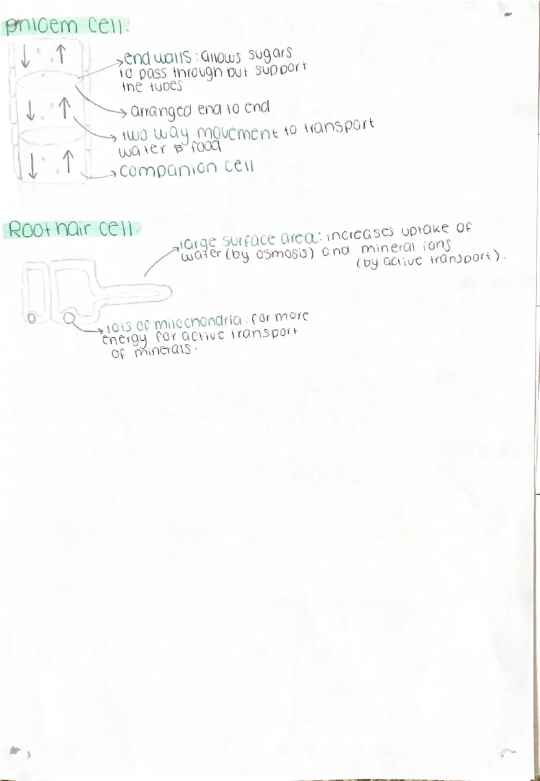 Transport in cells:
Diffusion the net movement of
particies from an area of high to
low concentration
Factors affecting diffusion:
→concentr