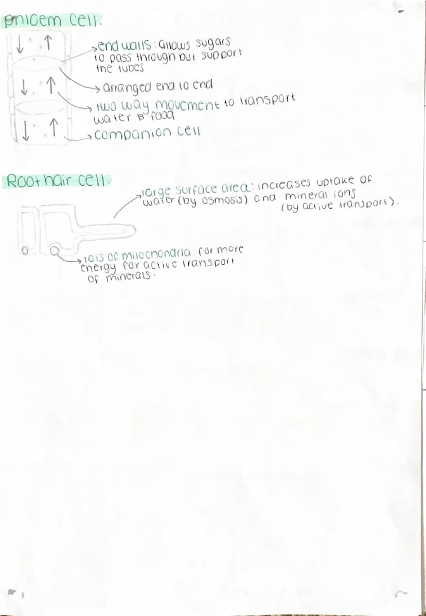 Transport in cells:
Diffusion the net movement of
particies from an area of high to
low concentration
Factors affecting diffusion:
→concentr