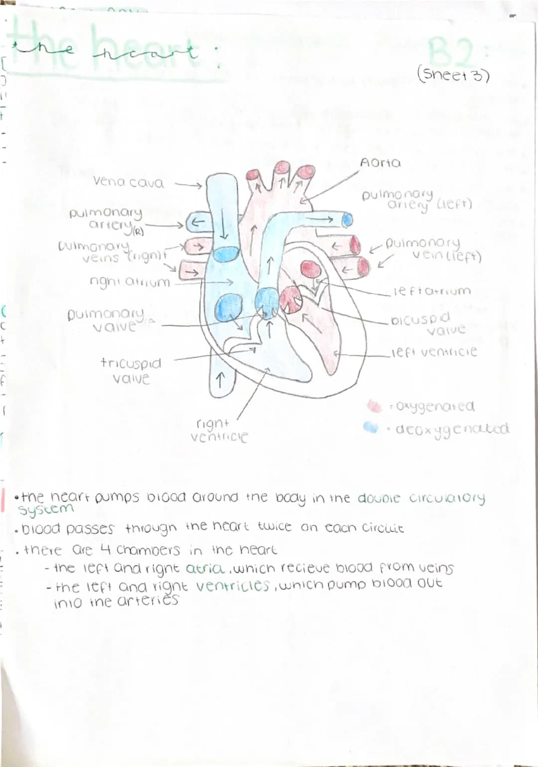 Transport in cells:
Diffusion the net movement of
particies from an area of high to
low concentration
Factors affecting diffusion:
→concentr