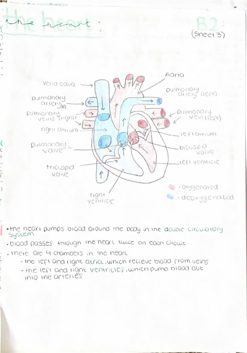 Transport in cells:
Diffusion the net movement of
particies from an area of high to
low concentration
Factors affecting diffusion:
→concentr