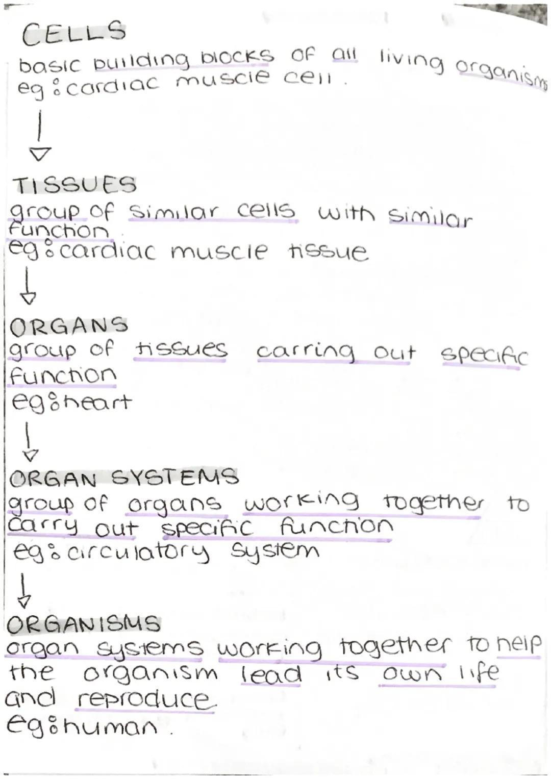organelle function
Cell membrane allows substances to pass
in+out of cell (semi permeable)
Cytoplasm where chemical reactions
Occur
nucleus 