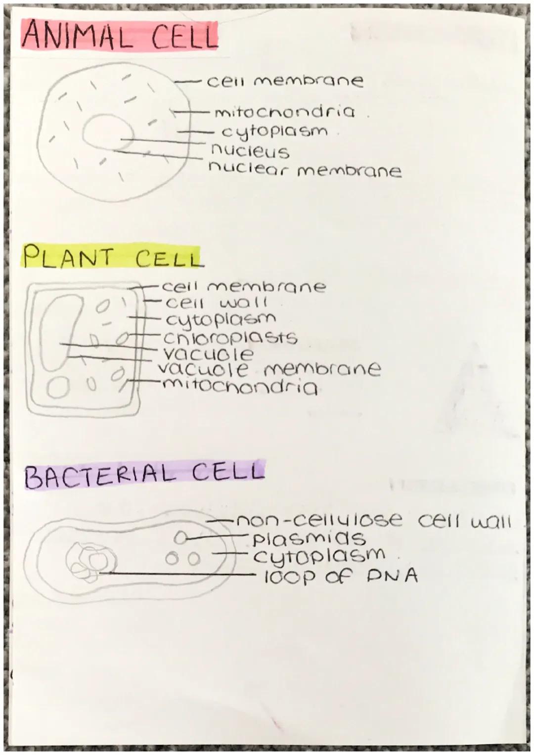 organelle function
Cell membrane allows substances to pass
in+out of cell (semi permeable)
Cytoplasm where chemical reactions
Occur
nucleus 