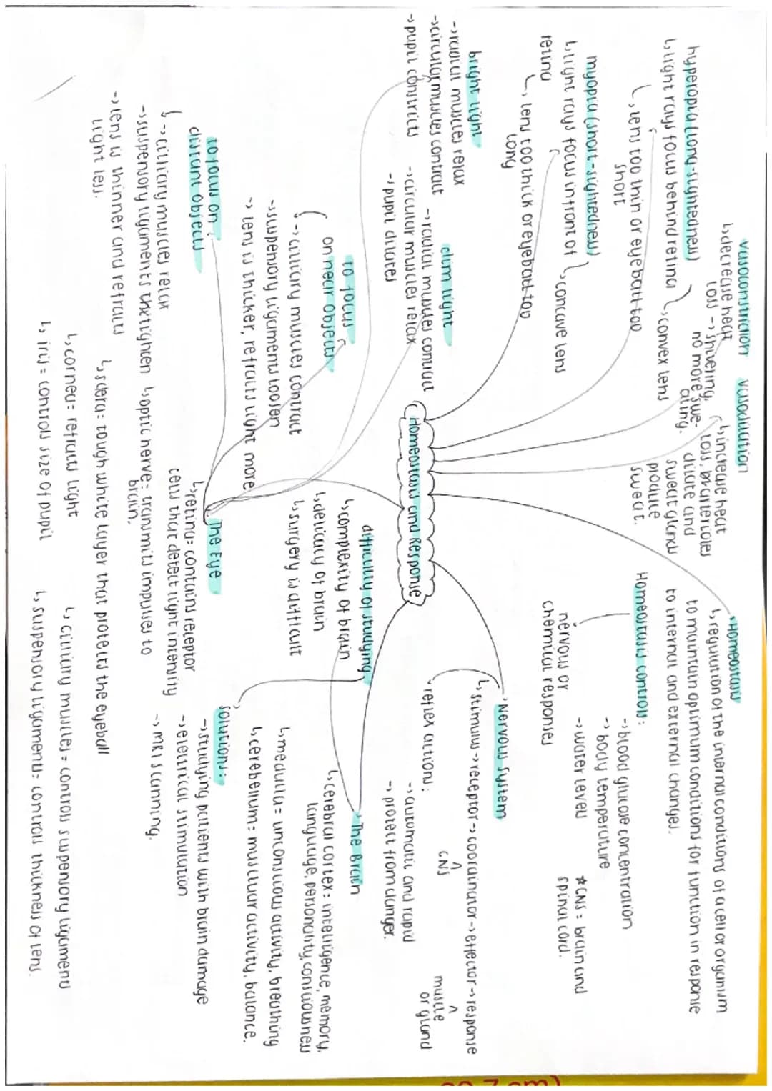 vasoconstriction vasodilation
decrease heat
LOSS Shivering.
-bincrease heat
hyperopia (long-sightednew)
blight rays fous behind reting
dilat