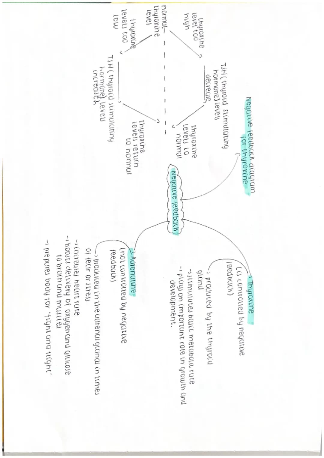 vasoconstriction vasodilation
decrease heat
LOSS Shivering.
-bincrease heat
hyperopia (long-sightednew)
blight rays fous behind reting
dilat
