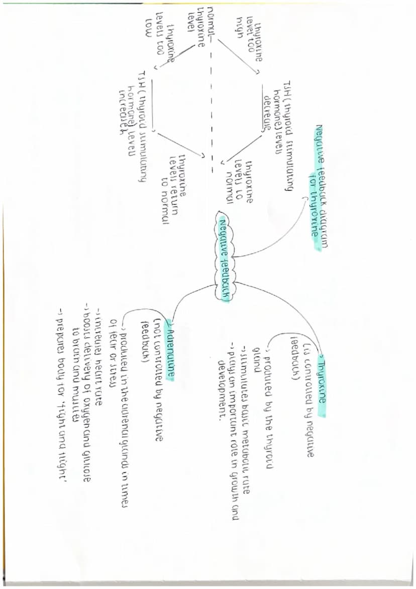 vasoconstriction vasodilation
decrease heat
LOSS Shivering.
-bincrease heat
hyperopia (long-sightednew)
blight rays fous behind reting
dilat