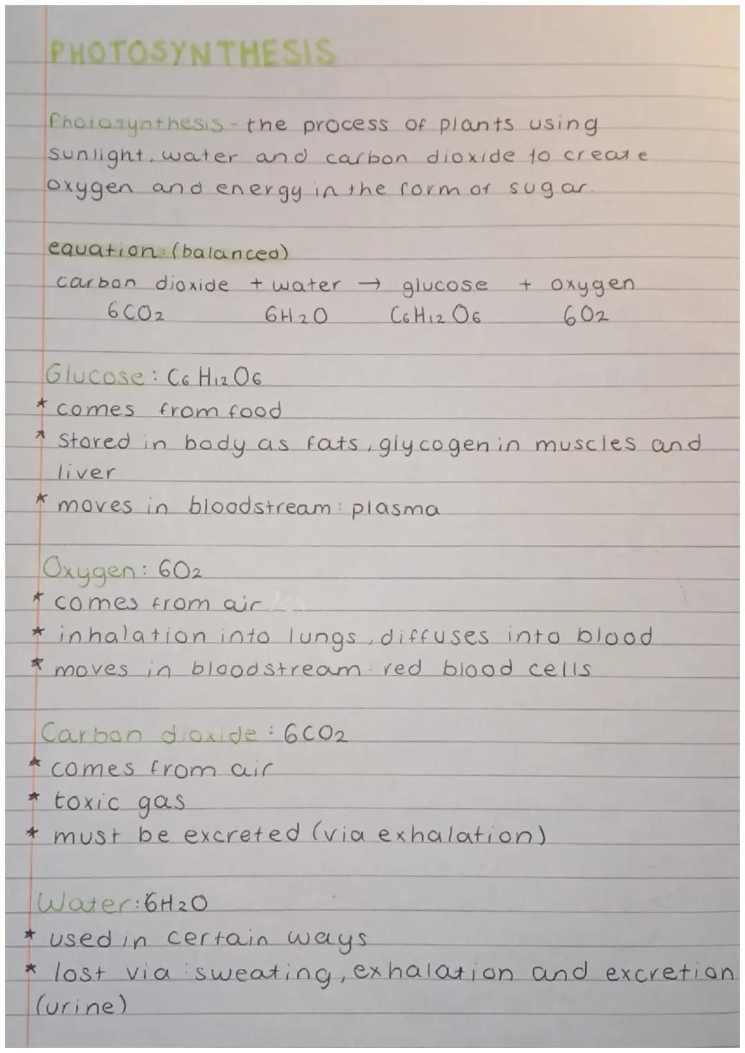 How Plants Make Oxygen and Energy: Easy Photosynthesis Guide for Kids