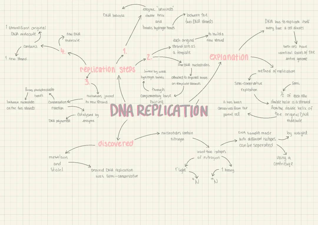 How DNA Copies Itself: Cool DNA Unwinding and Experiments!