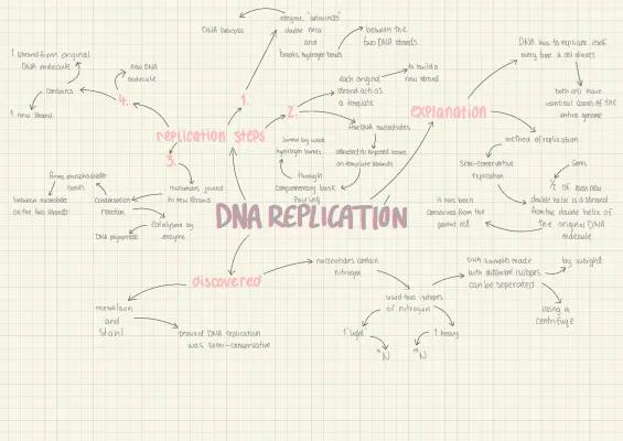 Know DNA replication  thumbnail