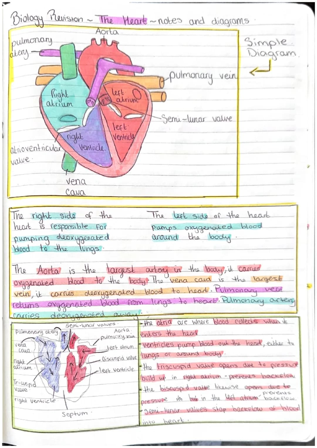 Biology Revision - The Heart ~ notes and diagrams
Aorta
pulmonary
atery.
atrioventricular
valve.
Right
atrium
veña
cava.
right
atrium
right
