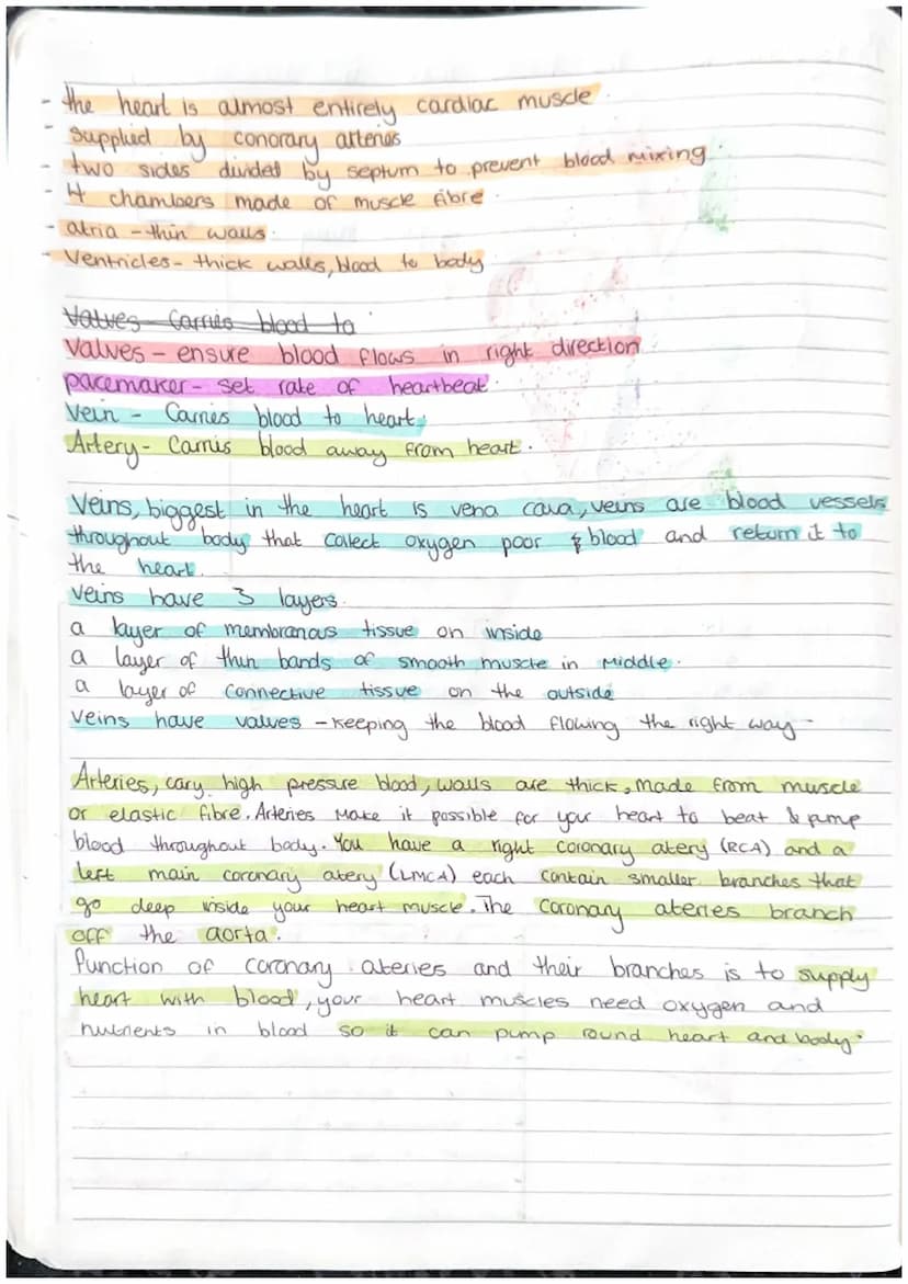 Biology Revision - The Heart ~ notes and diagrams
Aorta
pulmonary
atery.
atrioventricular
valve.
Right
atrium
veña
cava.
right
atrium
right
