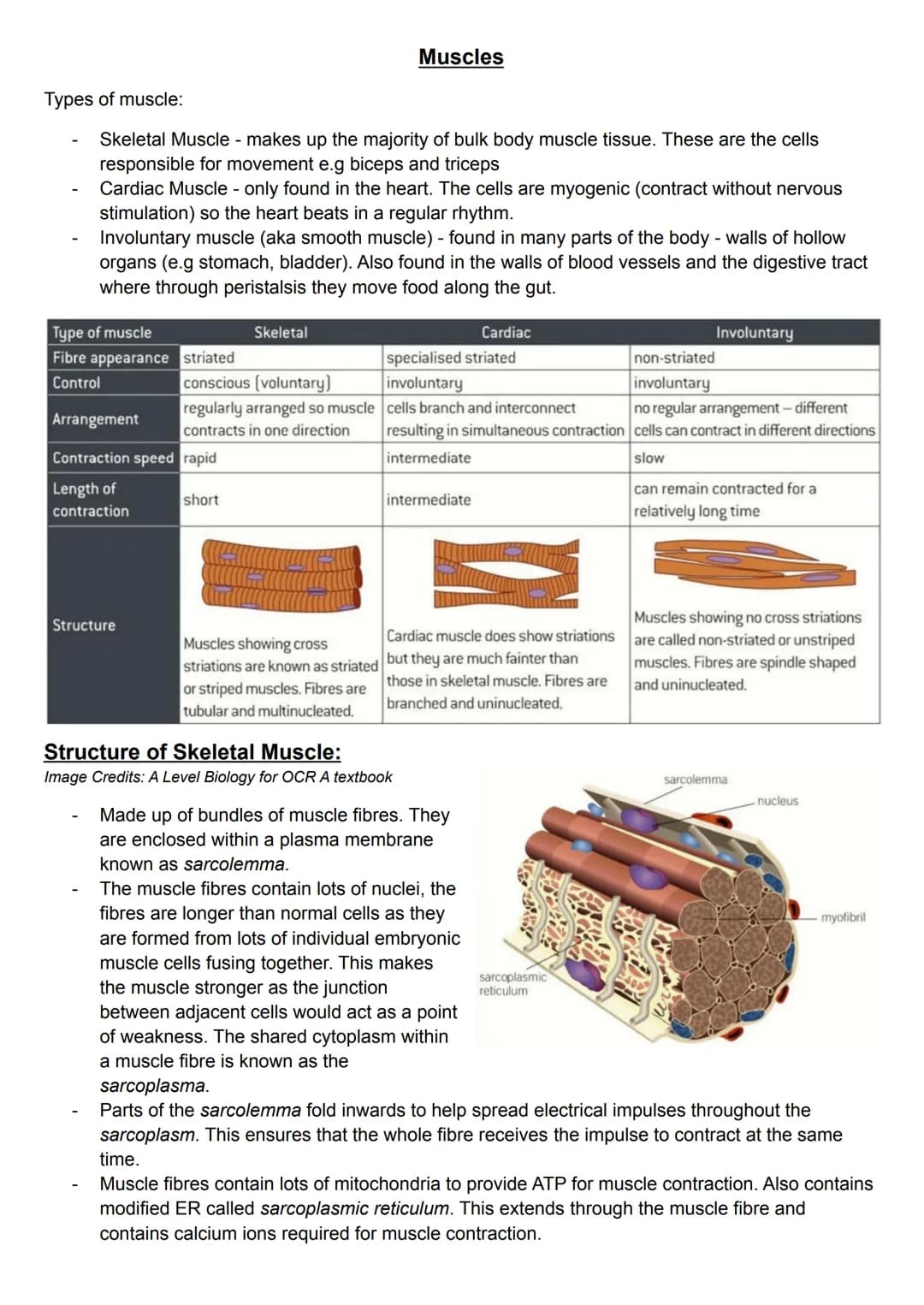 Types of muscle:
Skeletal Muscle - makes up the majority of bulk body muscle tissue. These are the cells
responsible for movement e.g biceps