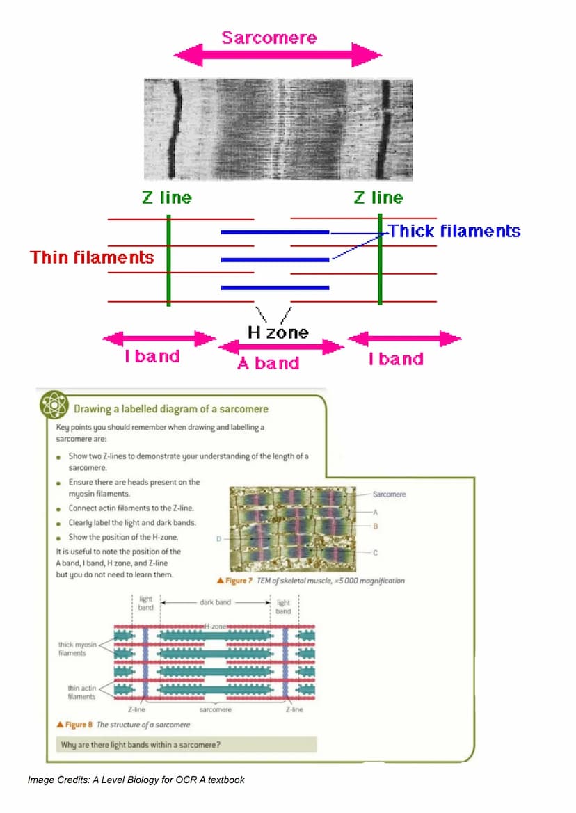 Types of muscle:
Skeletal Muscle - makes up the majority of bulk body muscle tissue. These are the cells
responsible for movement e.g biceps