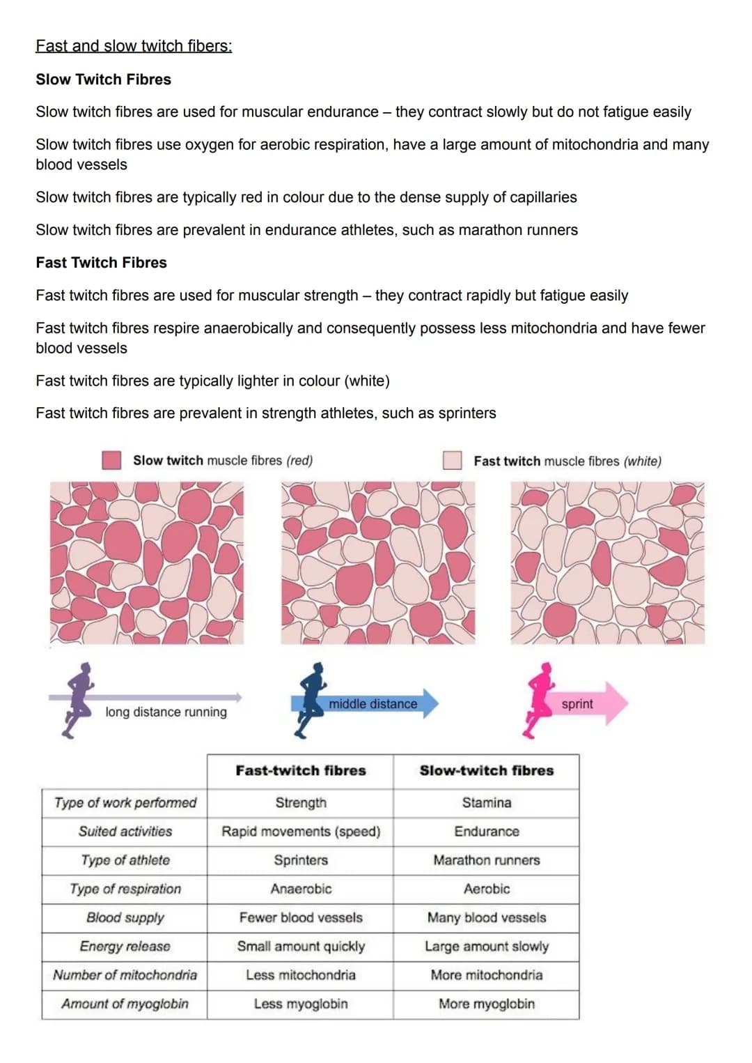 Types of muscle:
Skeletal Muscle - makes up the majority of bulk body muscle tissue. These are the cells
responsible for movement e.g biceps