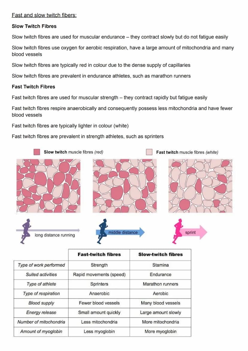 Types of muscle:
Skeletal Muscle - makes up the majority of bulk body muscle tissue. These are the cells
responsible for movement e.g biceps