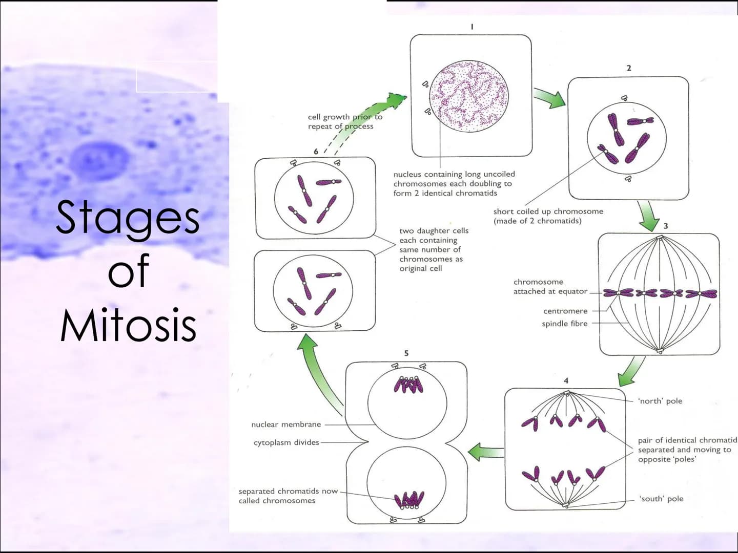 Video time
TWIG video clip : Cell division: Mitosis
Twig 100
Task 6: Cell division.
●
I know that cells are organised into tissues,
organs a