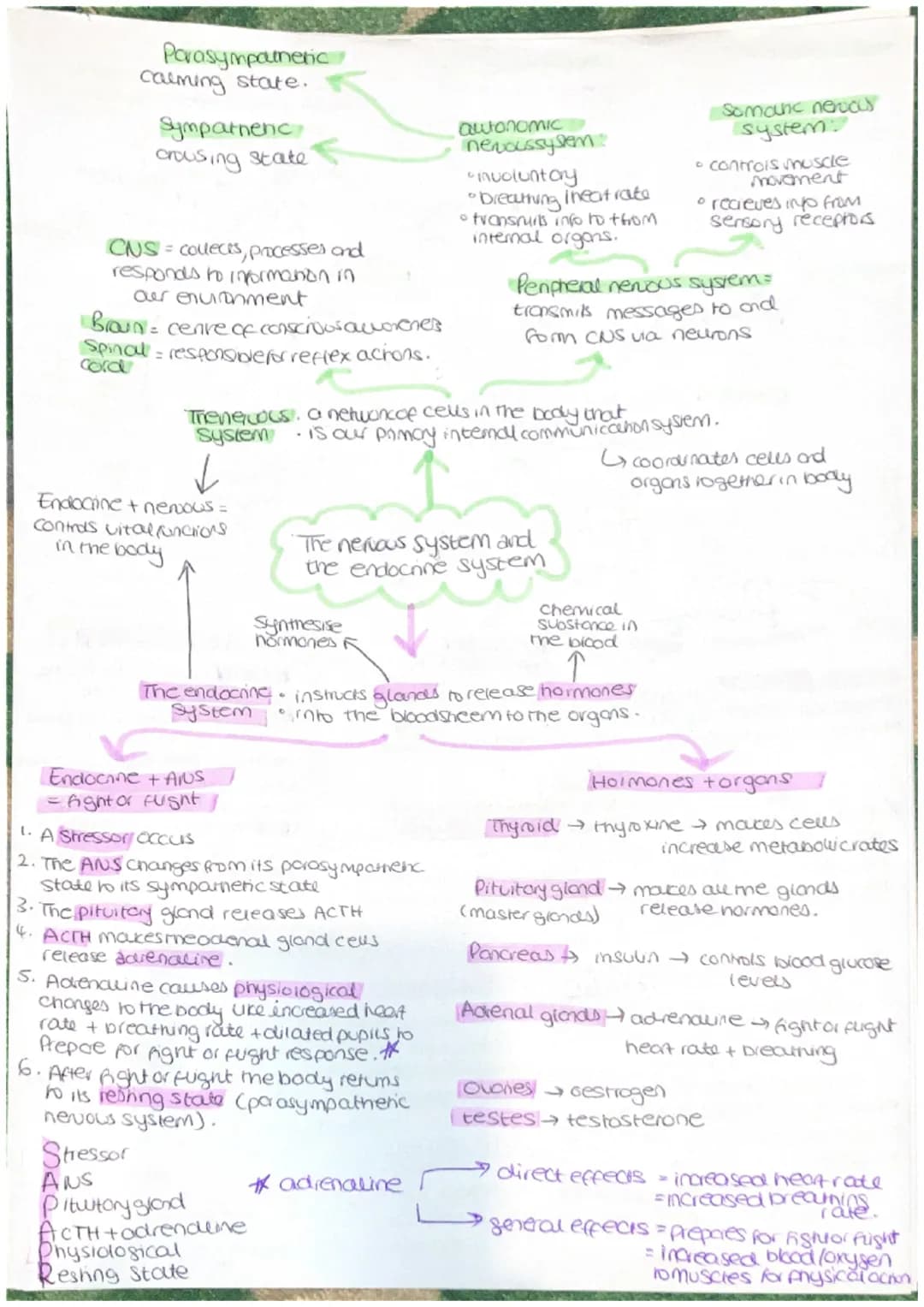 Parasympathetic
calming state.
Sympathenc
crousing state
CNS = collects, processes and
responds to information in
our environment
Brain - ce