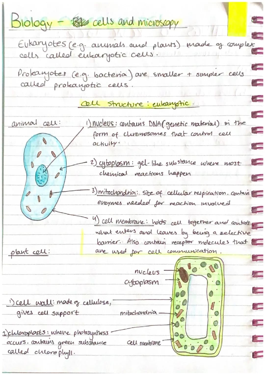 Biology
cells and microscopy
Y
Eukaryotes (e.g. animals and plants) made of complex
cells called eukaryotic cells..
Prokaryotes (e.g. bacter