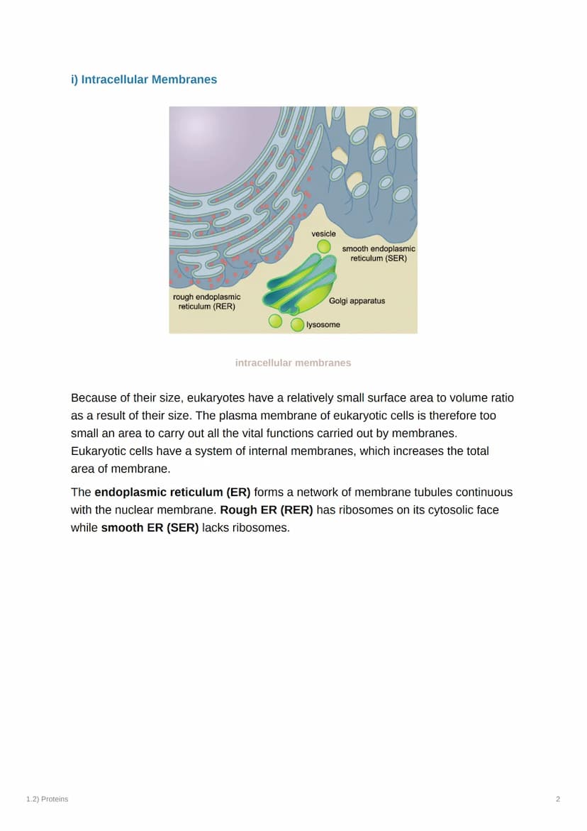 1.2) Proteins
1.2) Proteins
a) The Proteome
Complexity
2000
Genome
-20-25,000
genes Alternative splicing
2MMA
-AAA
AAA
AAA
AAA
-100,000
mRNA
