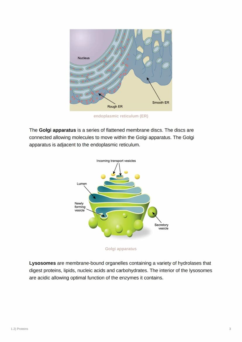 1.2) Proteins
1.2) Proteins
a) The Proteome
Complexity
2000
Genome
-20-25,000
genes Alternative splicing
2MMA
-AAA
AAA
AAA
AAA
-100,000
mRNA