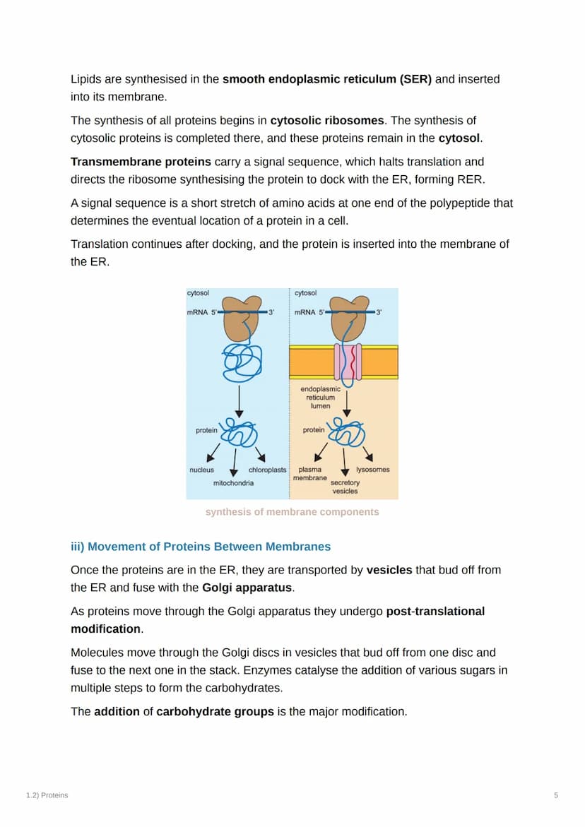 1.2) Proteins
1.2) Proteins
a) The Proteome
Complexity
2000
Genome
-20-25,000
genes Alternative splicing
2MMA
-AAA
AAA
AAA
AAA
-100,000
mRNA