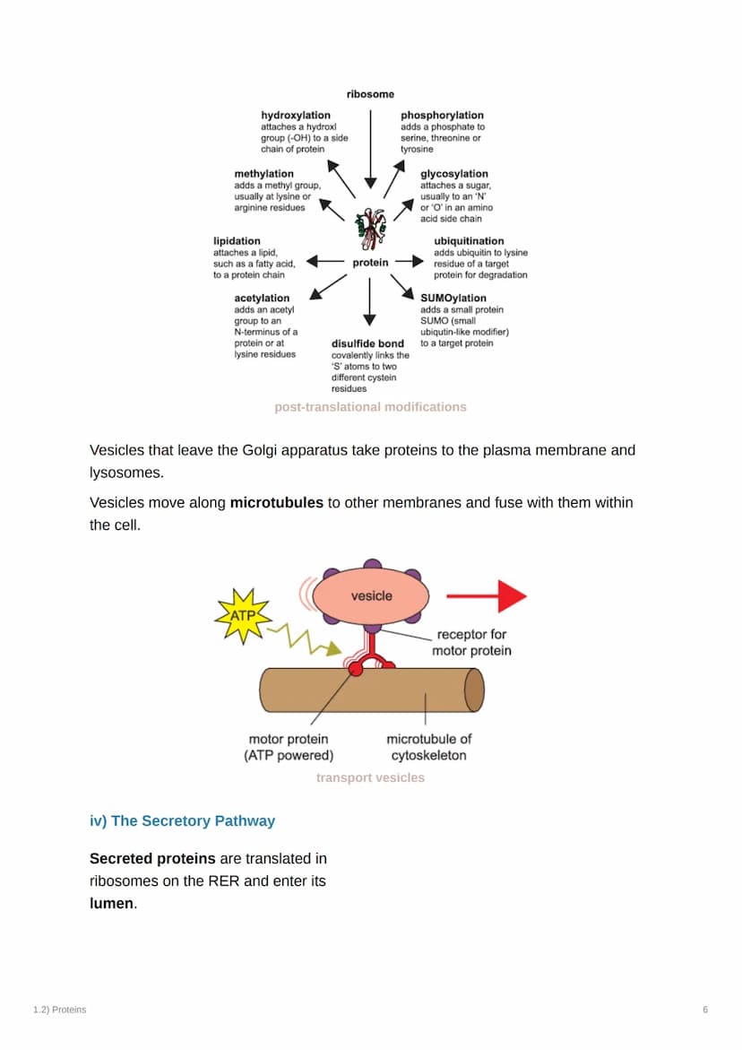 1.2) Proteins
1.2) Proteins
a) The Proteome
Complexity
2000
Genome
-20-25,000
genes Alternative splicing
2MMA
-AAA
AAA
AAA
AAA
-100,000
mRNA