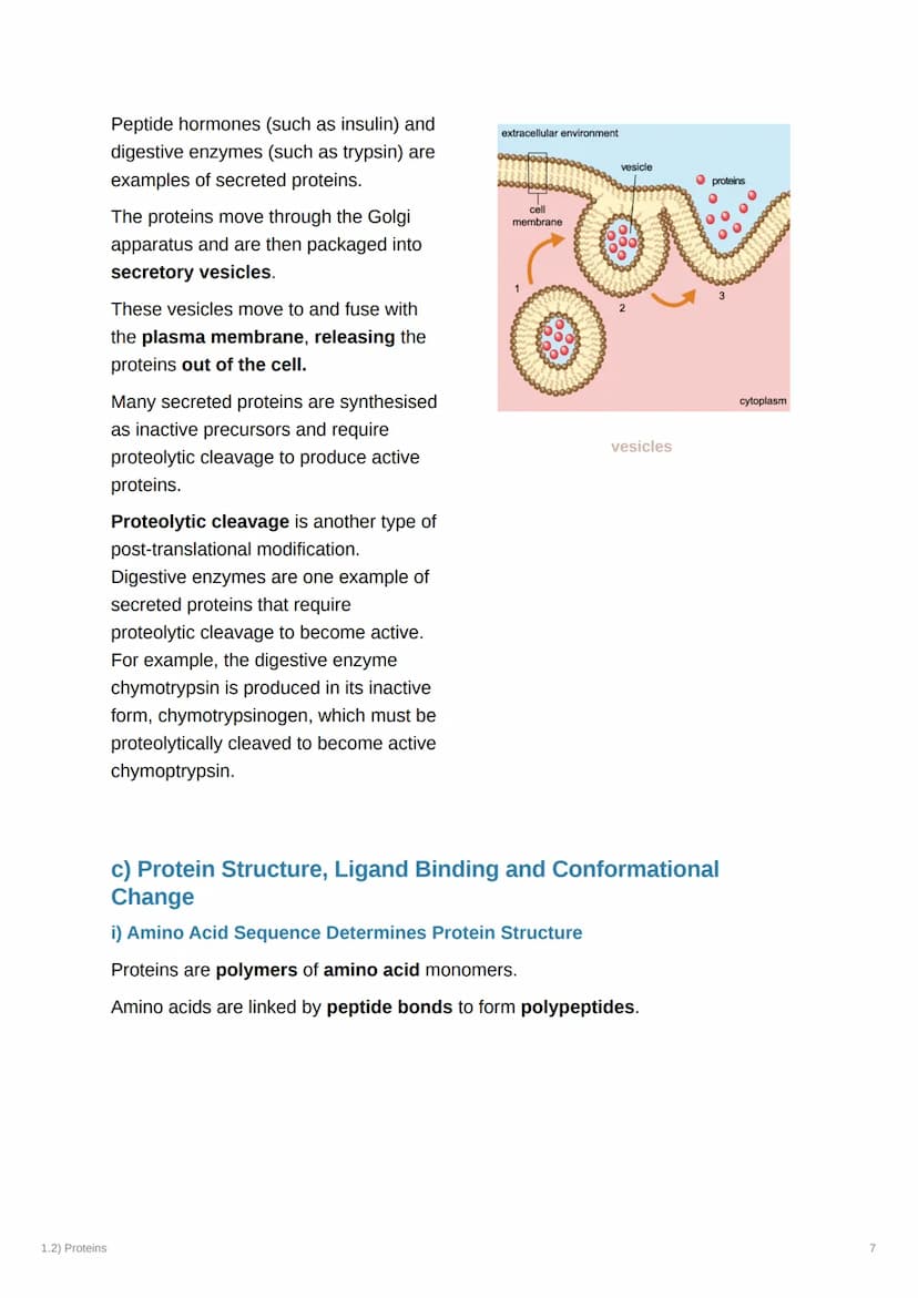 1.2) Proteins
1.2) Proteins
a) The Proteome
Complexity
2000
Genome
-20-25,000
genes Alternative splicing
2MMA
-AAA
AAA
AAA
AAA
-100,000
mRNA