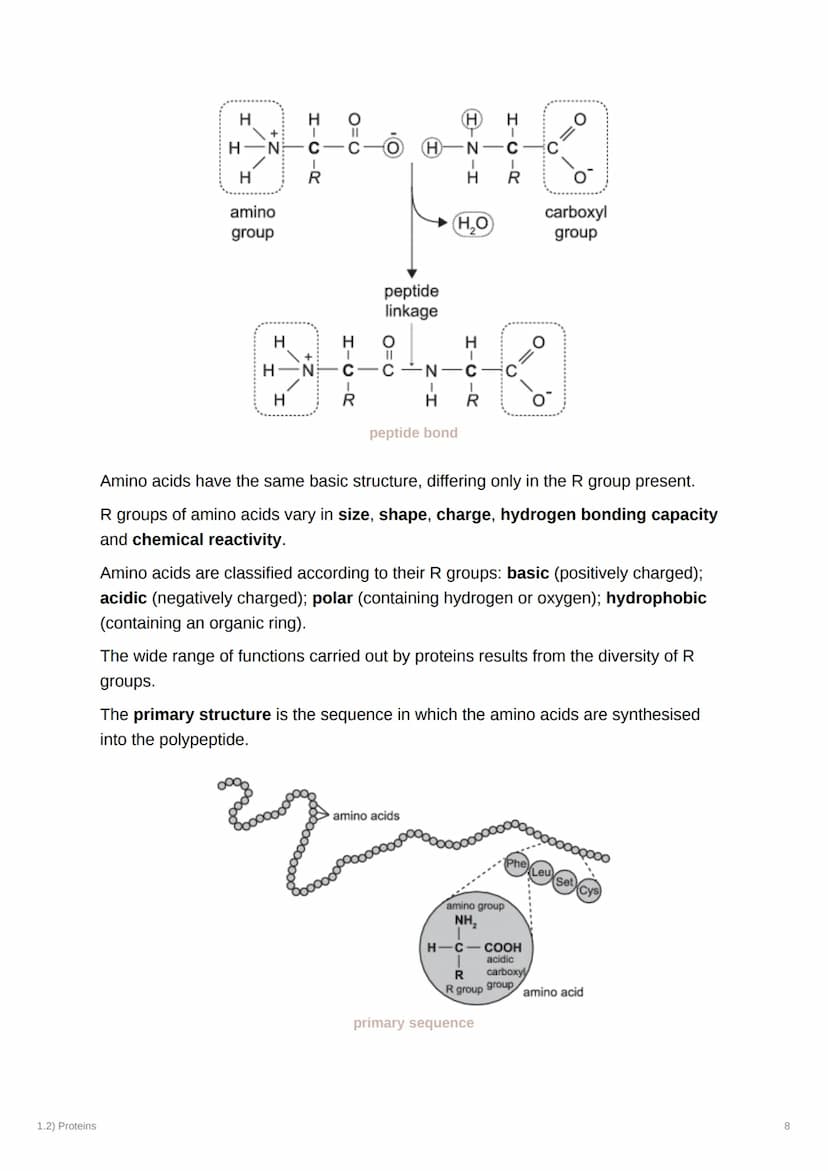1.2) Proteins
1.2) Proteins
a) The Proteome
Complexity
2000
Genome
-20-25,000
genes Alternative splicing
2MMA
-AAA
AAA
AAA
AAA
-100,000
mRNA