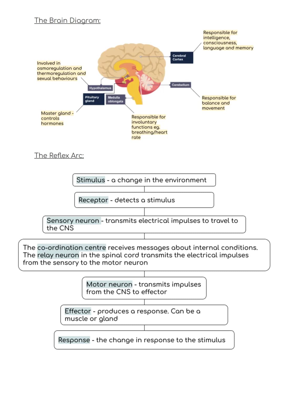 B5 Summary
Blood glucose regulation:
Receptors on the
pancreas detects
this change and
releases insulin
Blood glucose
levels increase
Blood 
