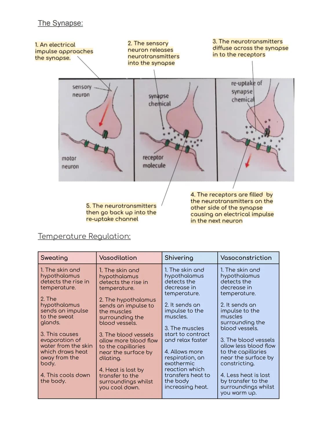 B5 Summary
Blood glucose regulation:
Receptors on the
pancreas detects
this change and
releases insulin
Blood glucose
levels increase
Blood 