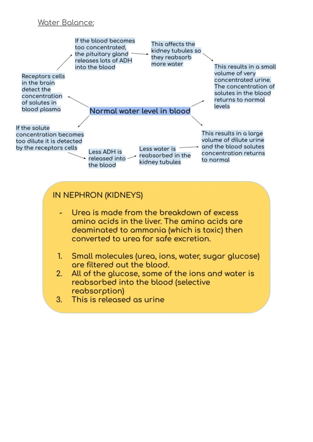 B5 Summary
Blood glucose regulation:
Receptors on the
pancreas detects
this change and
releases insulin
Blood glucose
levels increase
Blood 
