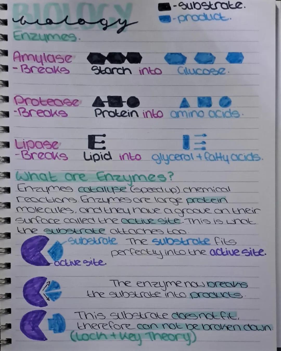 ## Biology
■-substrate.
-product.

## Enzymes.

### Amylase
-Breaks Starch into Glucose.

### Protease
-Breaks Protein into amino acids.

##