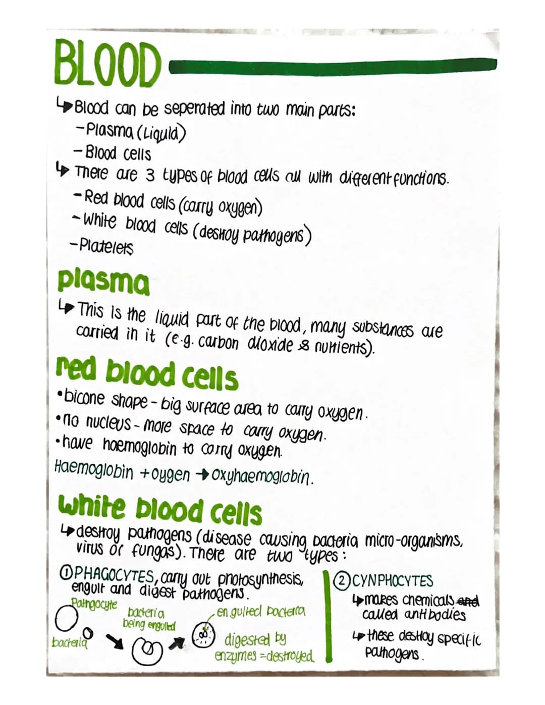 BLOOD
Blood can be seperated into two main parts:
-Plasma (Liquid)
- Blood cells
There are 3 types of blood cells all with different functio