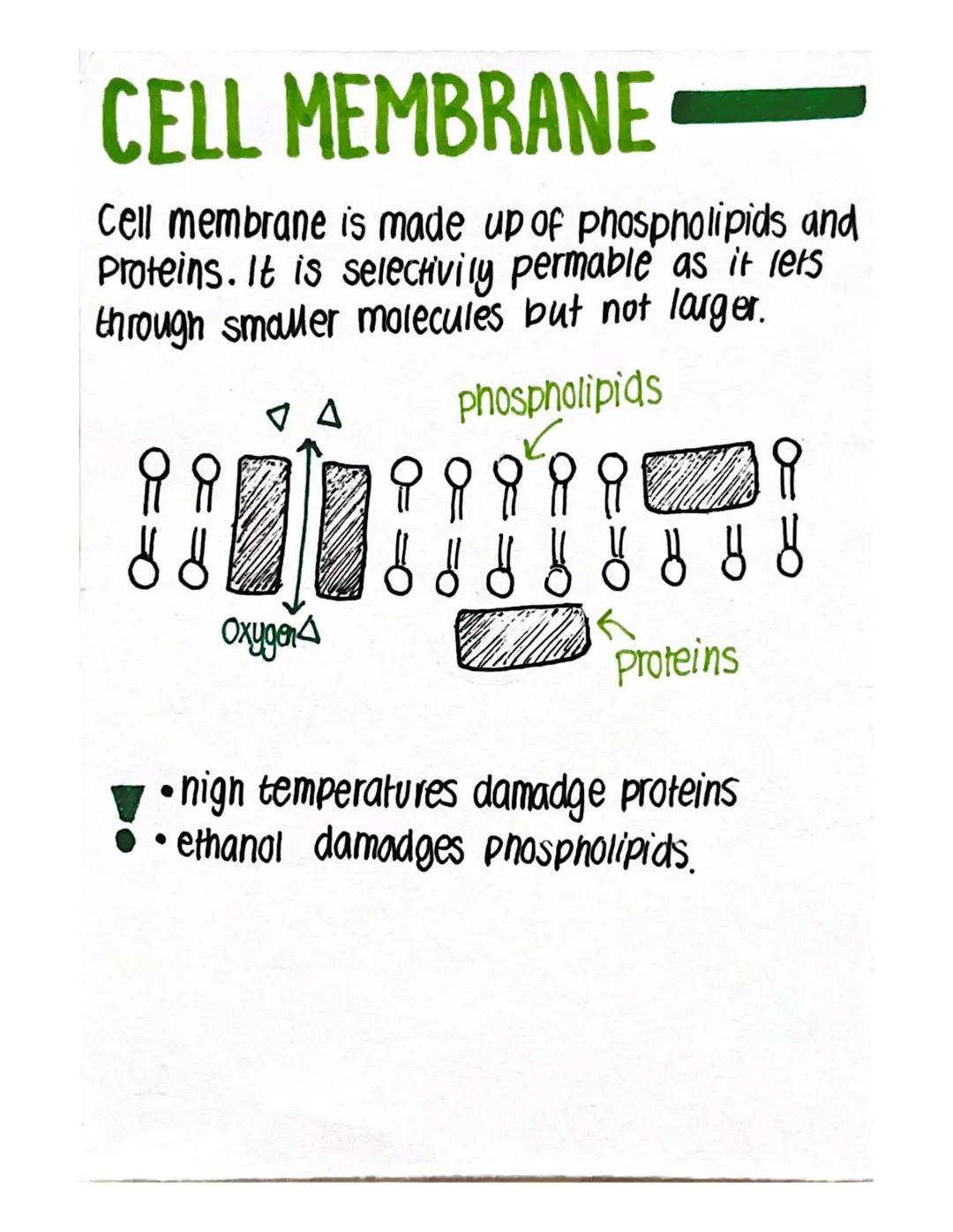 BLOOD
Blood can be seperated into two main parts:
-Plasma (Liquid)
- Blood cells
There are 3 types of blood cells all with different functio