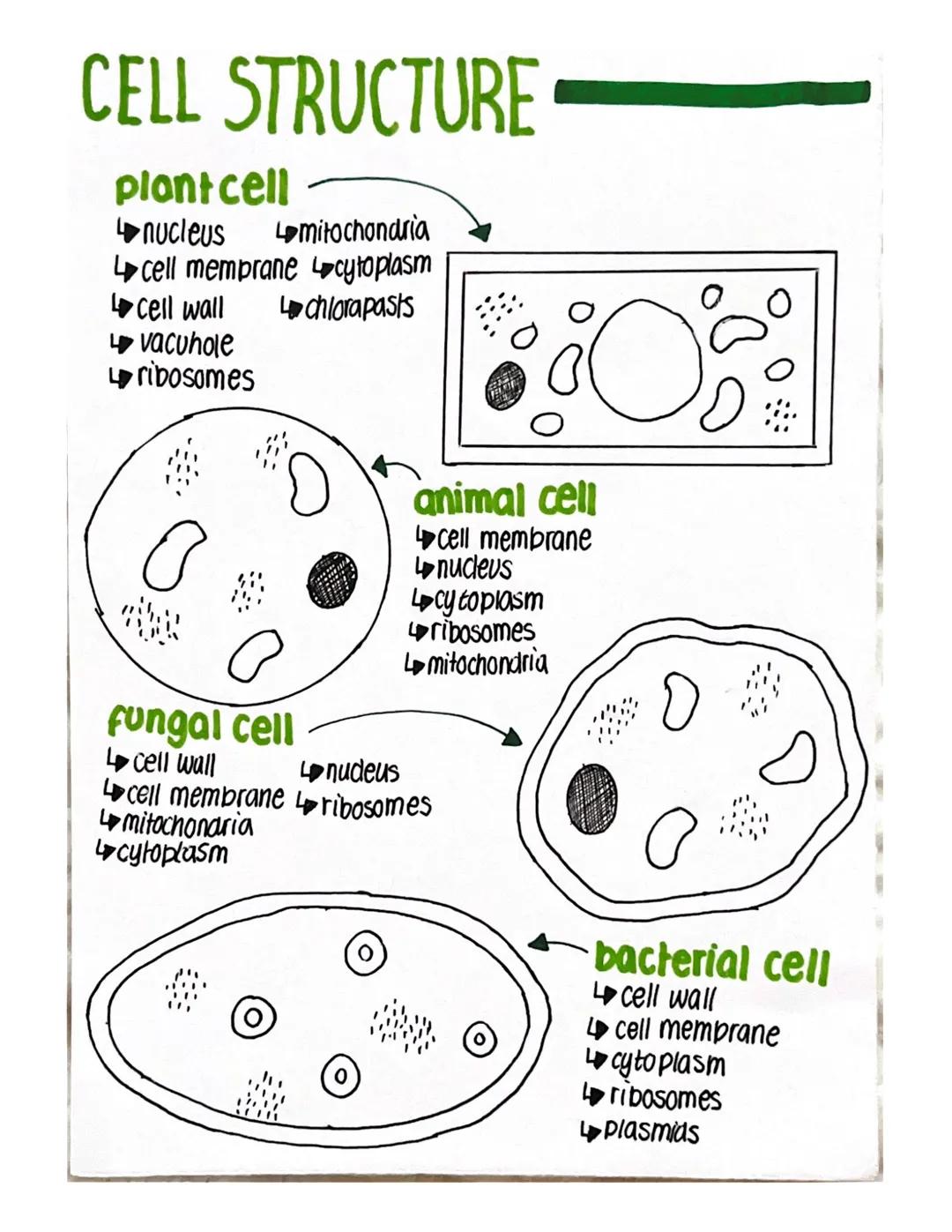 BLOOD
Blood can be seperated into two main parts:
-Plasma (Liquid)
- Blood cells
There are 3 types of blood cells all with different functio