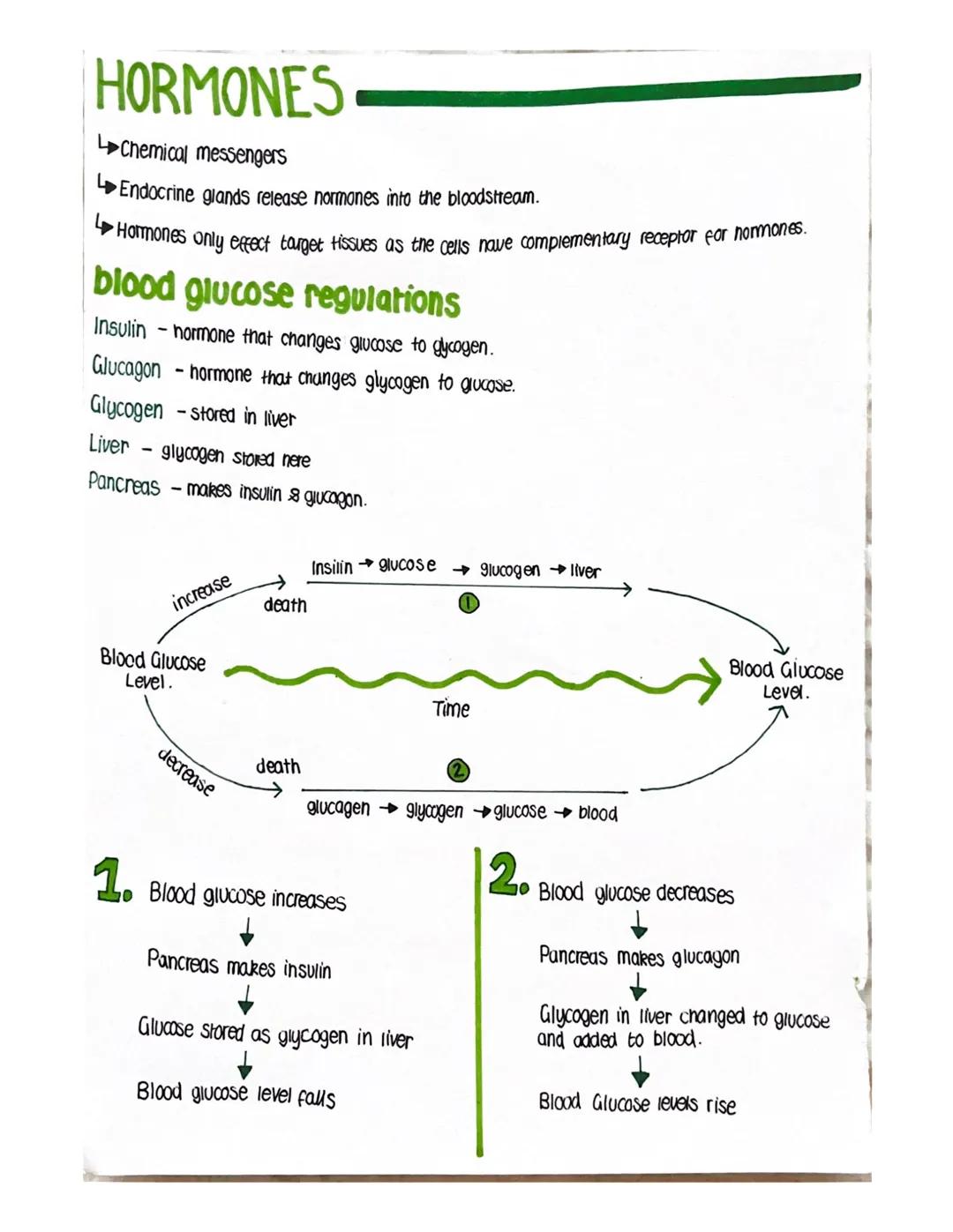 BLOOD
Blood can be seperated into two main parts:
-Plasma (Liquid)
- Blood cells
There are 3 types of blood cells all with different functio