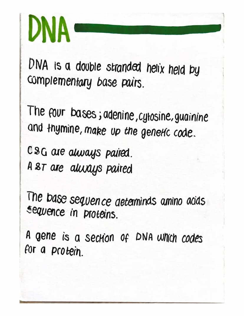 BLOOD
Blood can be seperated into two main parts:
-Plasma (Liquid)
- Blood cells
There are 3 types of blood cells all with different functio