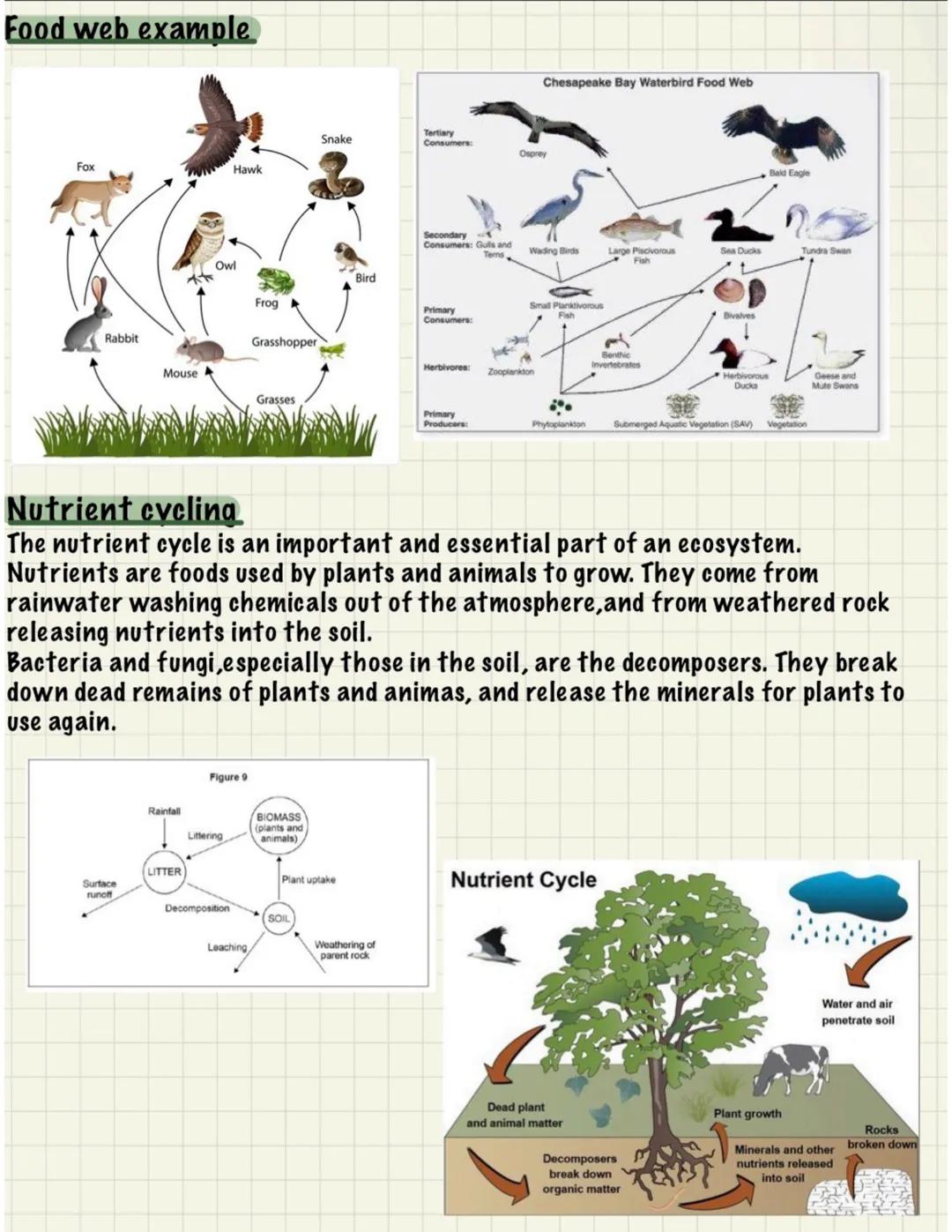# Ecosystems
Ecosystem: a natural system, made up of plants, animals and their surrounding
physical environment, including soil, rainwater a