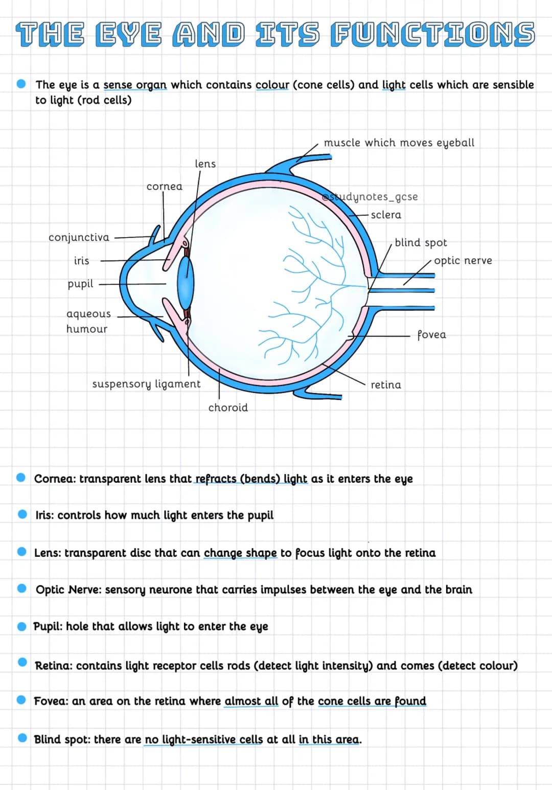THE EYE AND ITS FUNCTIONS
The eye is a sense organ which contains colour (cone cells) and light cells which are sensible
to light (rod cells