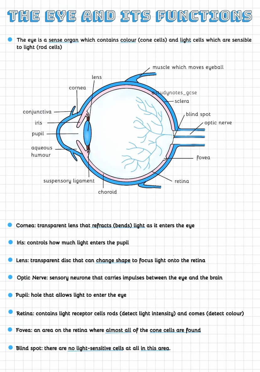 THE EYE AND ITS FUNCTIONS
The eye is a sense organ which contains colour (cone cells) and light cells which are sensible
to light (rod cells