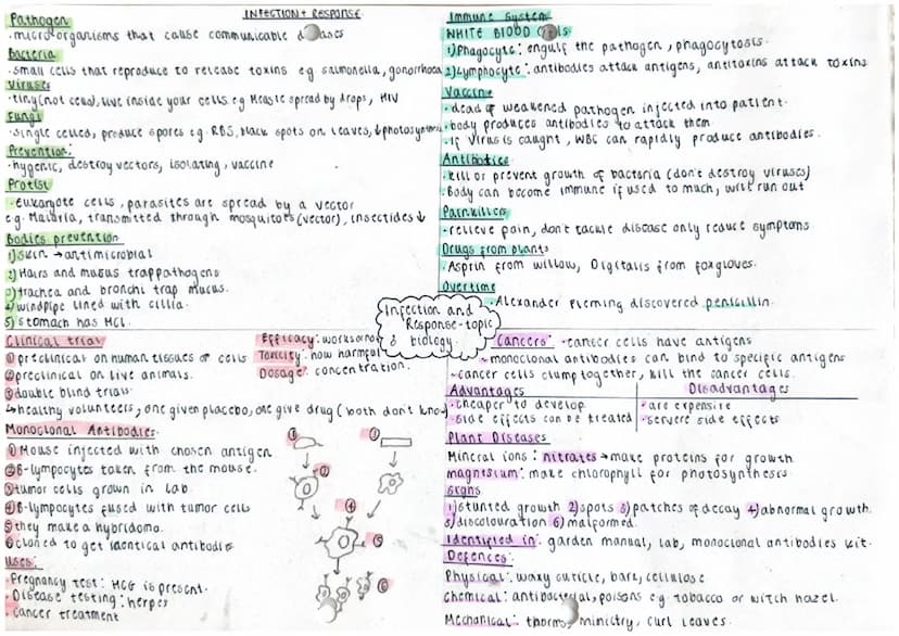 ells
Eukaryotic: have a nucleus eg. animal / plant coll.
'tokaryotic: no truc nucleus og bacteria.
ant
Aucleas wall
Homembrane
Citoplasm
mit