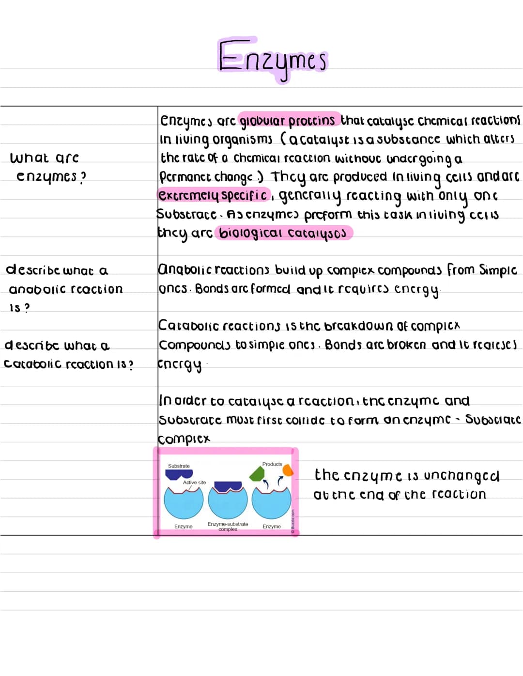 What are
enzymes ?
describe what a
anabolic reaction
15?
describe what a
catabolic reaction is?
Enzymes
enzymes are globular proteins that c