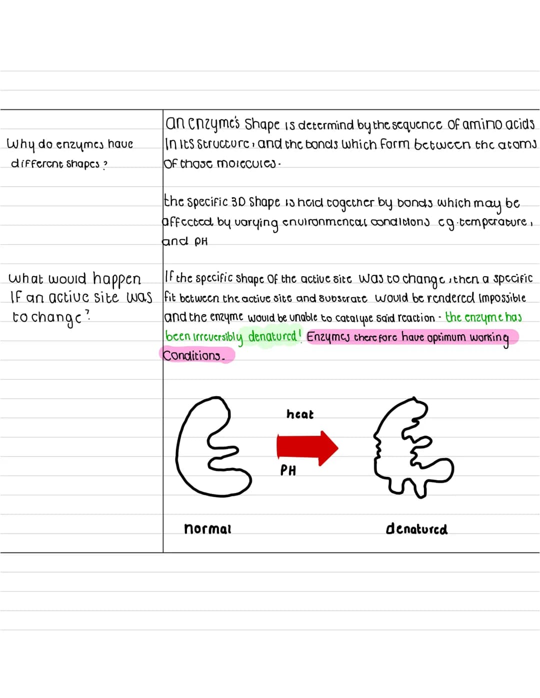 What are
enzymes ?
describe what a
anabolic reaction
15?
describe what a
catabolic reaction is?
Enzymes
enzymes are globular proteins that c