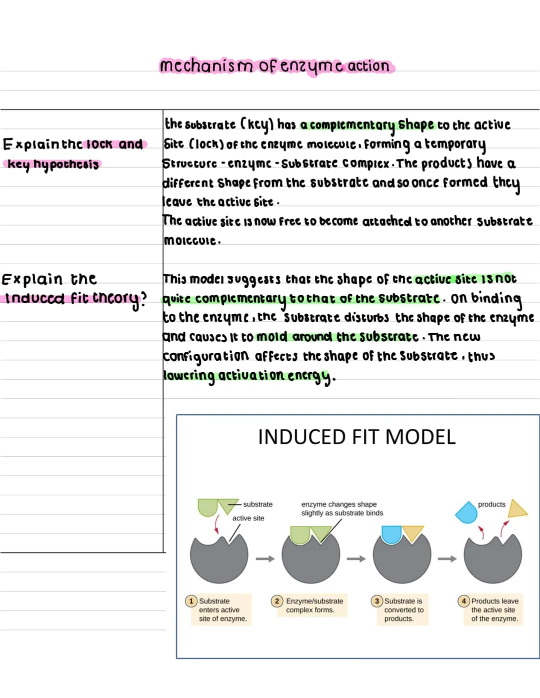 What are
enzymes ?
describe what a
anabolic reaction
15?
describe what a
catabolic reaction is?
Enzymes
enzymes are globular proteins that c