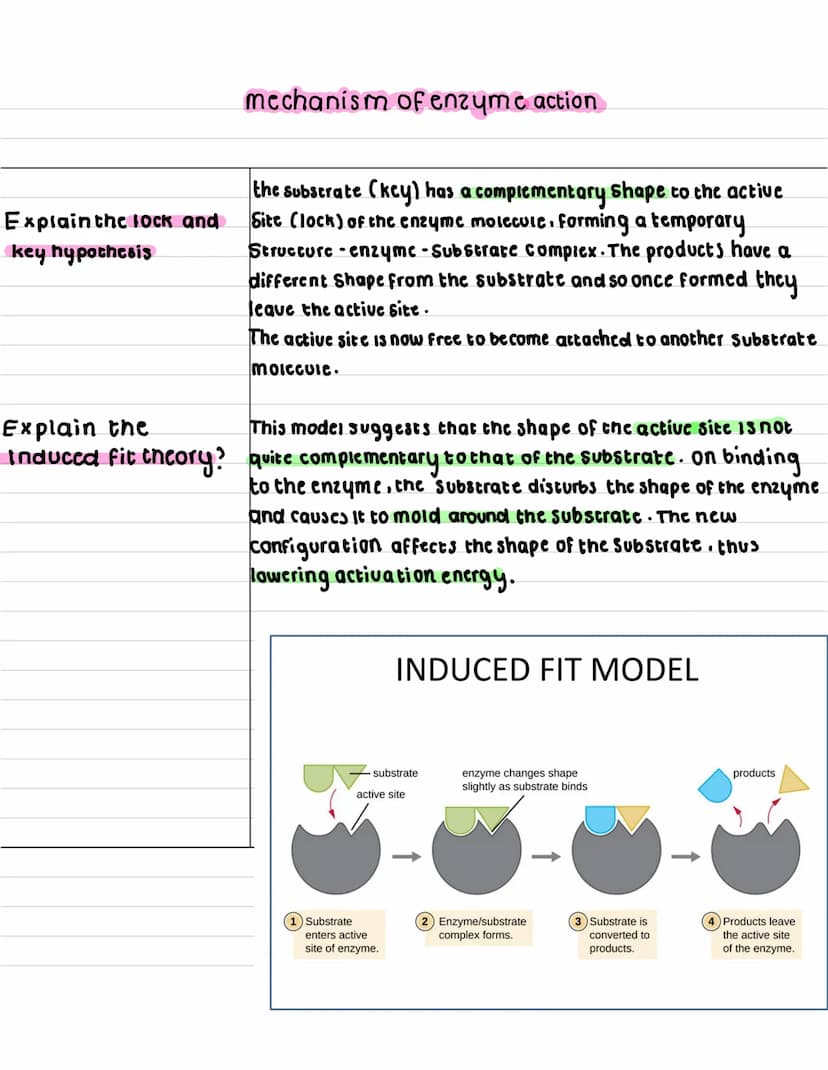 What are
enzymes ?
describe what a
anabolic reaction
15?
describe what a
catabolic reaction is?
Enzymes
enzymes are globular proteins that c