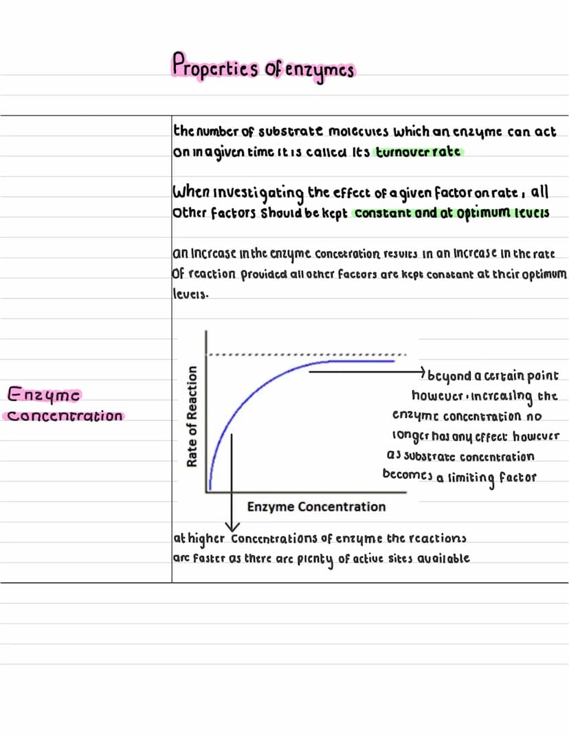 What are
enzymes ?
describe what a
anabolic reaction
15?
describe what a
catabolic reaction is?
Enzymes
enzymes are globular proteins that c