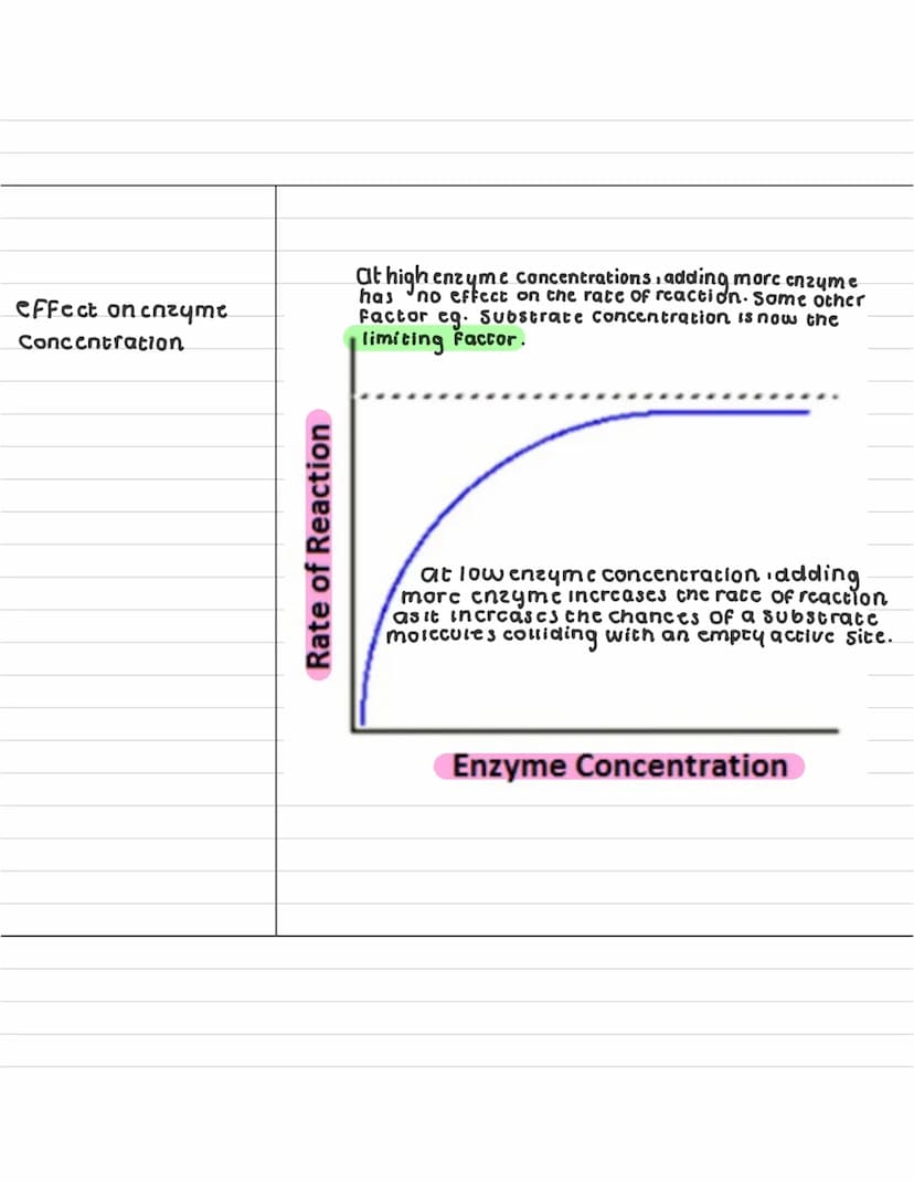 What are
enzymes ?
describe what a
anabolic reaction
15?
describe what a
catabolic reaction is?
Enzymes
enzymes are globular proteins that c