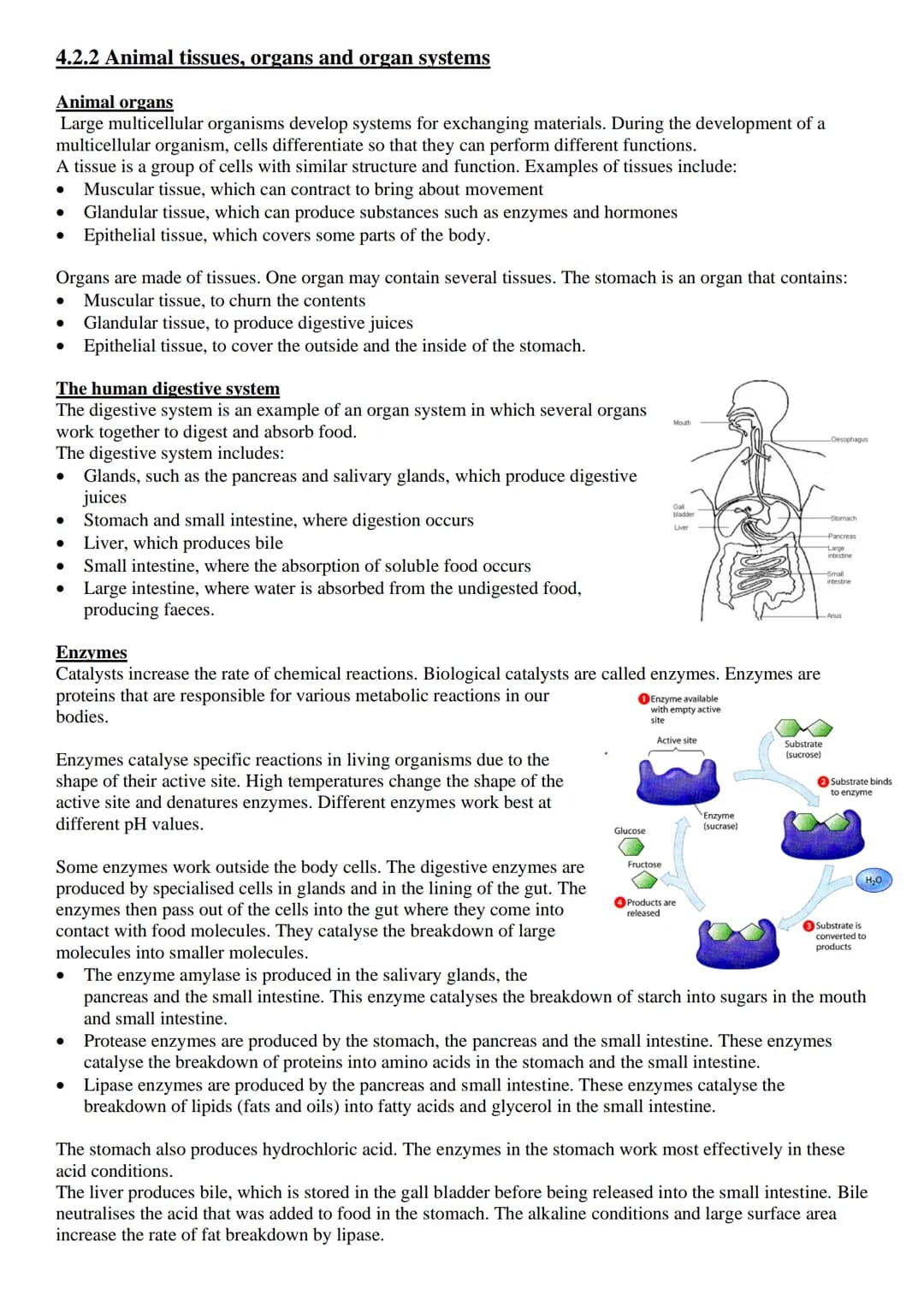 
<p>Exchange surfaces and a transport system are essential in multicellular organisms to ensure that there is a large surface area to volume