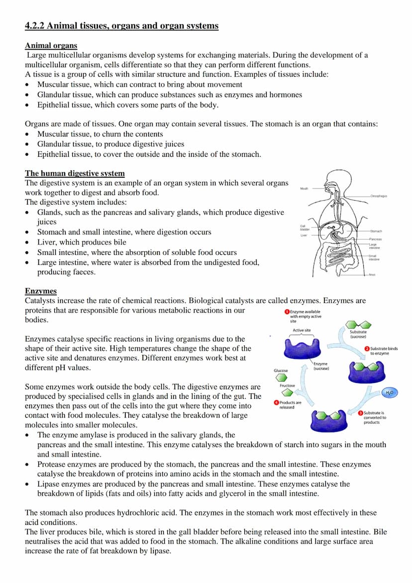 
<p>Exchange surfaces and a transport system are essential in multicellular organisms to ensure that there is a large surface area to volume