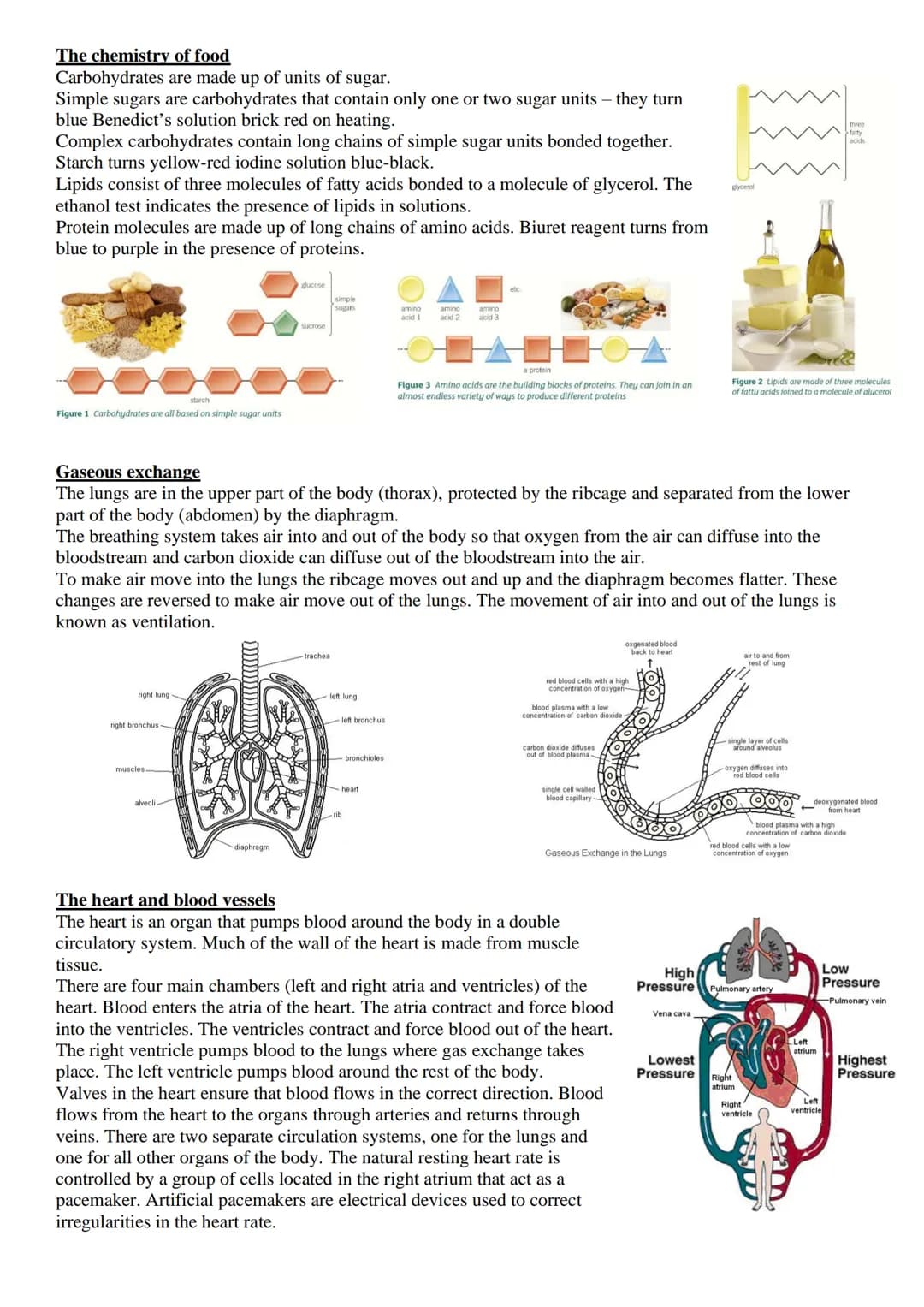 
<p>Exchange surfaces and a transport system are essential in multicellular organisms to ensure that there is a large surface area to volume